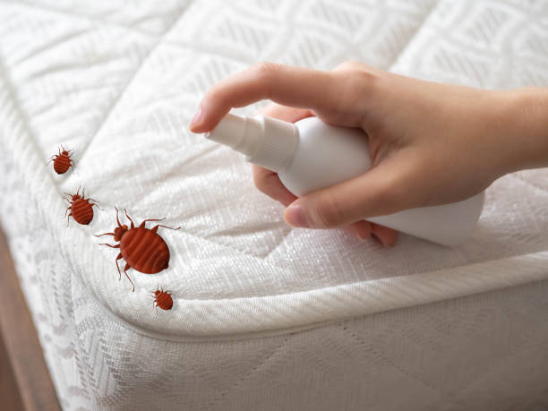 Emergency Pest Control in South Valley Stream, NY